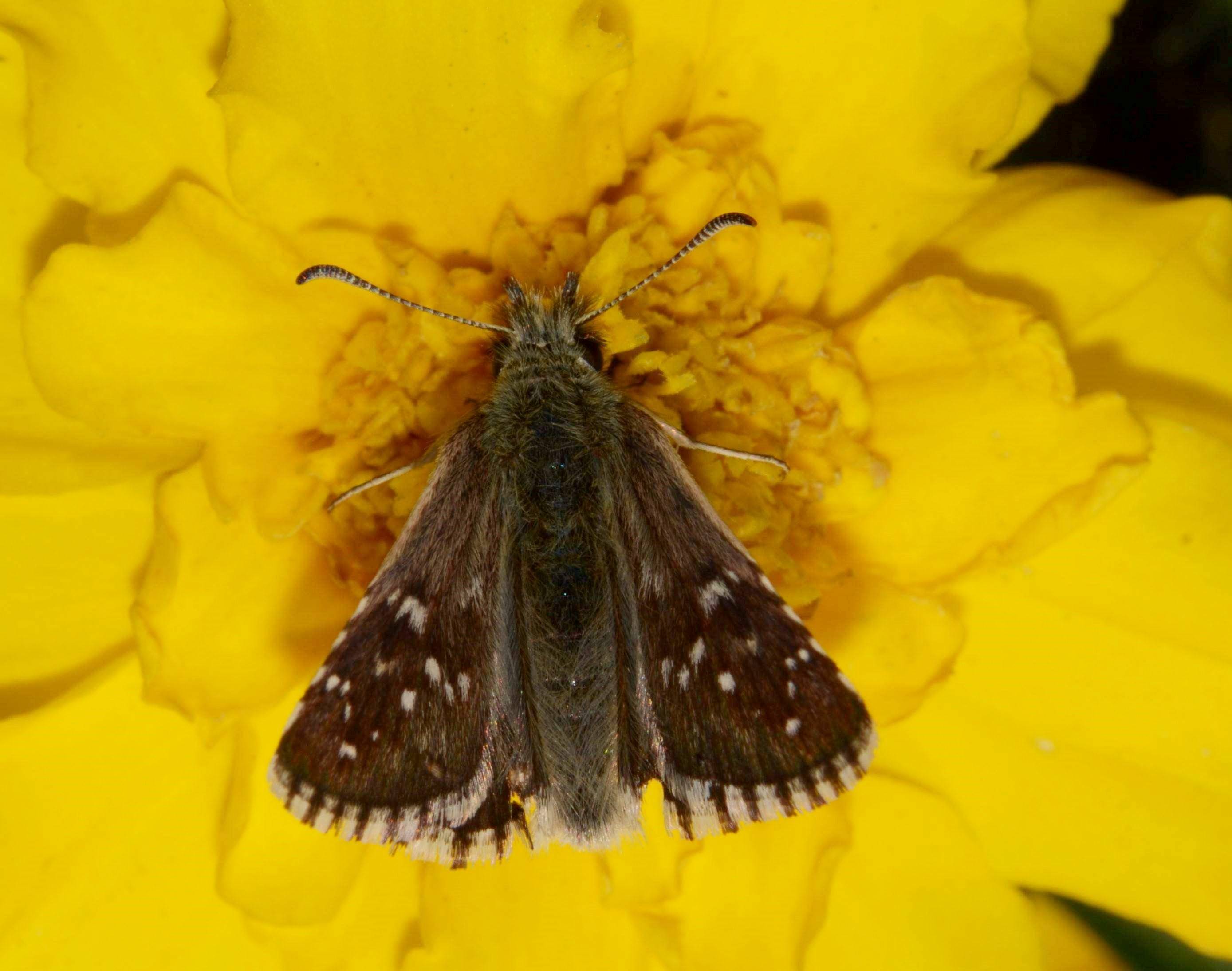 Hesperiidae Pyrgus?